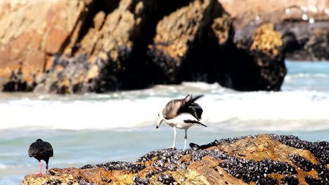 african black oystercatcher on coastal rock chased away for mussel by kelp gull