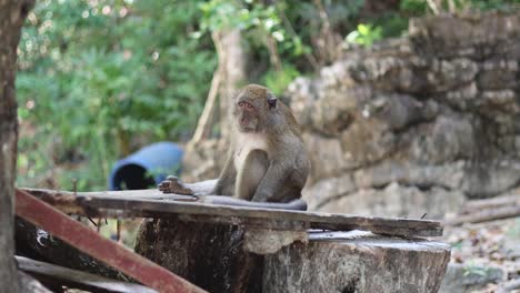 a monkey forages and eats on a wooden structure.