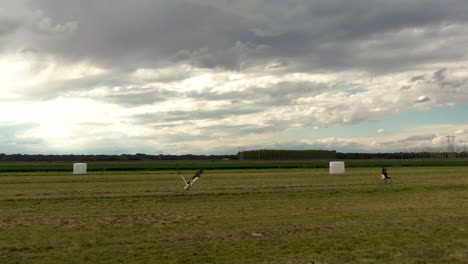 Stork-attack-on-drone,-over-wheat-field