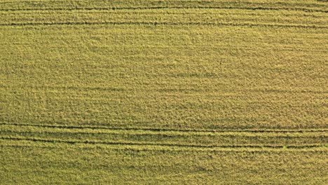 birds eye view of rice fields north of italy,lombardy