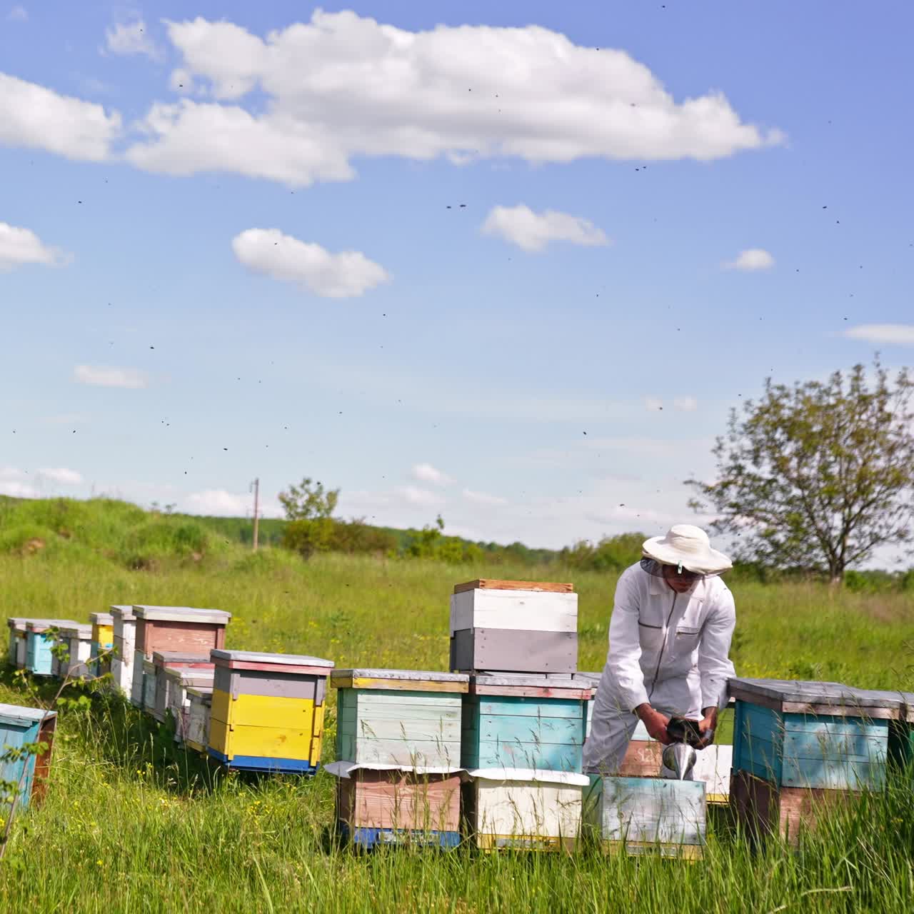 Piccolo apiario privato immerso nella natura. Apicoltore in abiti bianchi chino sull'arnia mentre allontana le api con un affumicatore. Numerose api che volano intorno a lui.