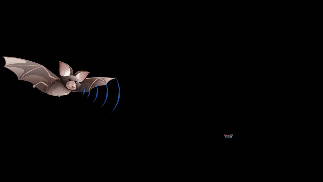 анимация летучей мыши с использованием эхолокации во время полета