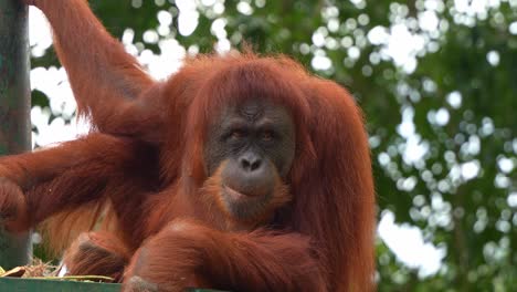 bornean orangutan sitting on the platform in a relaxing posture in a wildlife enclosure, chewing and curiously staring at the camera, close up shot of critically endangered animal species.