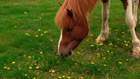 shots of friendly icelandic horses at the farm