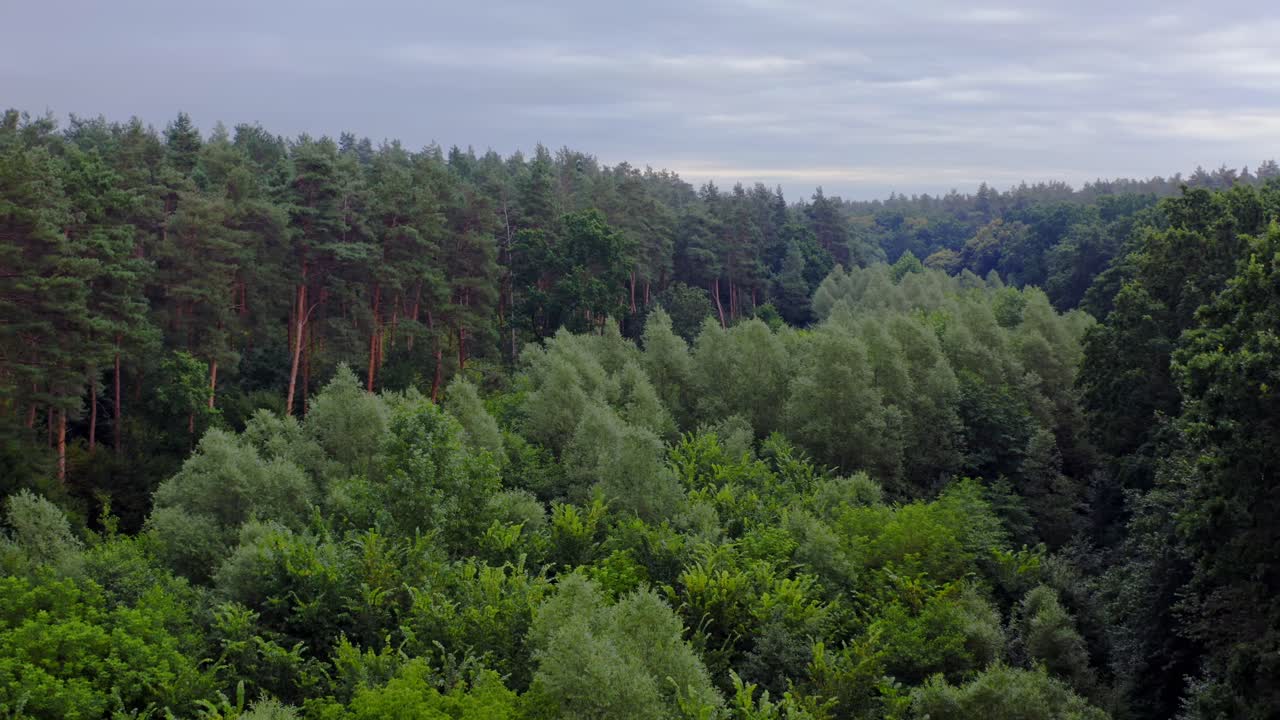 Beautiful forest. Flying over the tops of mixed trees in summer. Green nature background. Tranquil atmosphere in woodland. Aerial view.