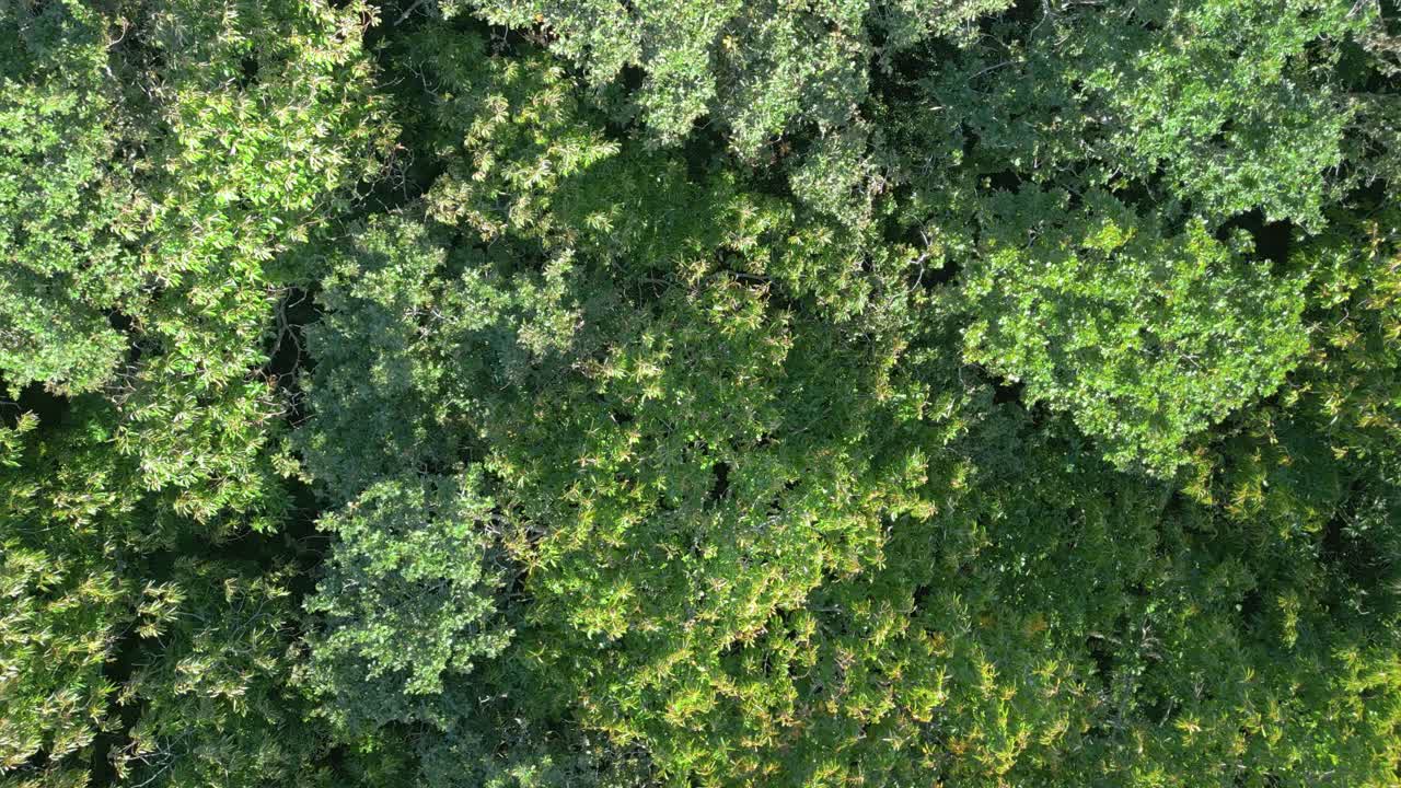 las copas de los árboles del denso bosque verde - órbita aérea