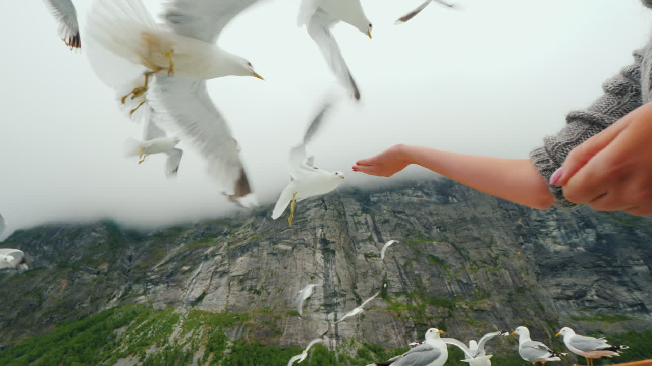 한 여성의 손이 노르웨이 4k 비디오의 피요르드에서 빵 한 조각으로 갈매기 떼에게 먹이를 줍니다.