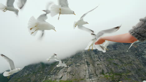 a woman's hand feeds a flock of gulls with a piece of bread cruise on the fjords of norway 4k video