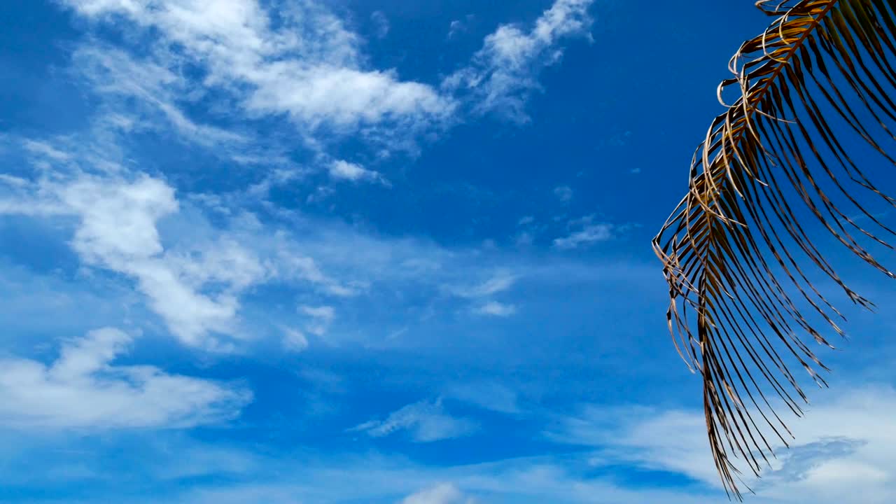 4k, 코코 나무 잎을 흔들거나 파란 하늘을 가진 중간 갈비의 클로즈업, 복사 공간 영역, 루프, 여름 영상 배경의 파란 하람