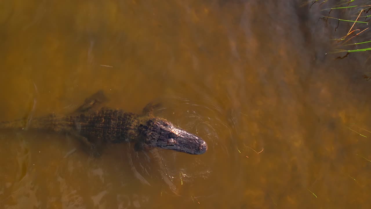 el cocodrilo levanta la cabeza desde debajo del agua.