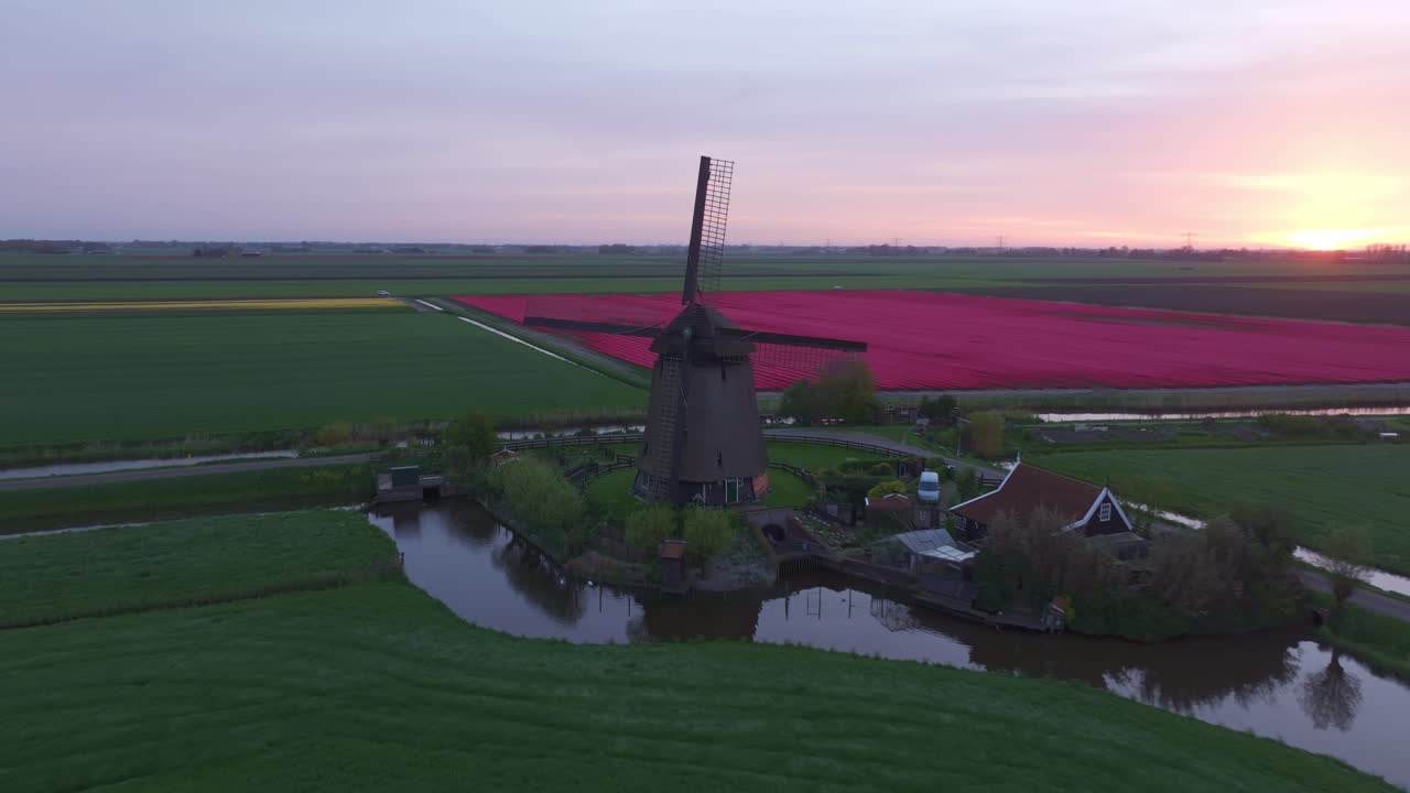 Vista aerea all'alba di file di tulipani in fiore e un mulino a vento iconico, Paesi Bassi