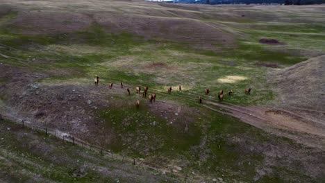 large herd of elk migrating and grazing in an open field