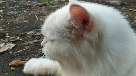 a white turkish angora cat blinking its eyes and flapping ears