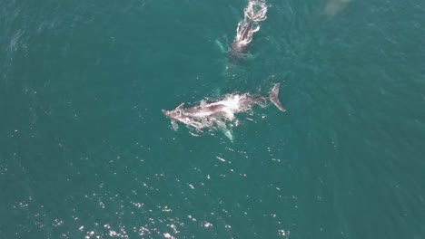 cría de ballena jorobada joven y ballenas adultas que emergen en el océano, vista aérea de 4k
