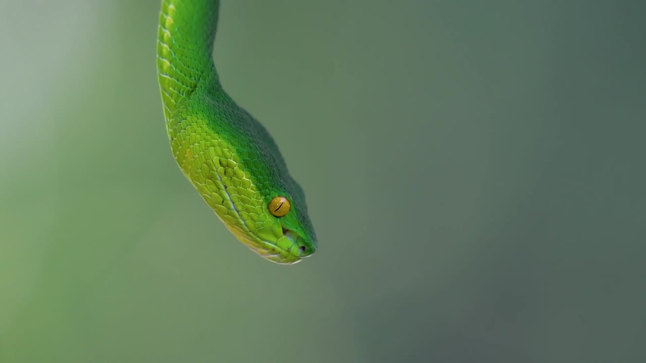 белощекая питвипер - ядовитая питвипер, эндемик юго-восточной азии, часто встречается ночью, поджидая на ветке или сучьях дерева вблизи водоема с большим количеством пищи.