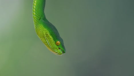 The-White-lipped-Pit-Viper-is-a-venomous-pit-viper-endemic-to-Southeast-Asia-and-is-often-found-during-the-night-waiting-on-a-branch-or-limb-of-a-tree-near-a-body-of-water-with-plenty-of-food-items