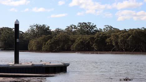 Moona-Moona-Creek-Entrada-De-La-Bahía-De-Jervis-En-Huskisson-Australia-Con-Muelle-Para-Botes,-Tiro-Estable-De-Mano