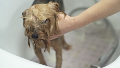baño de perros