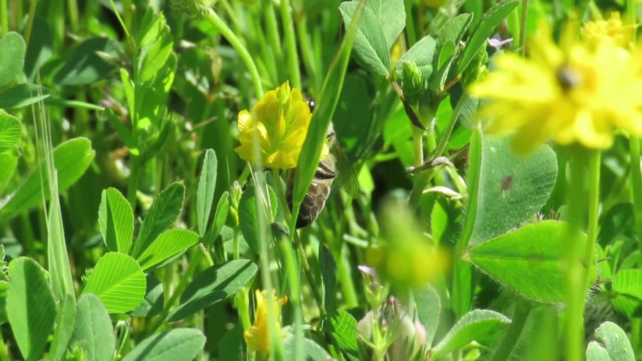 Bees fly between flowers and gather nectar