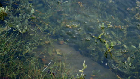 air bubbles escaping floodwater at ashlett creek in the solent, southampton