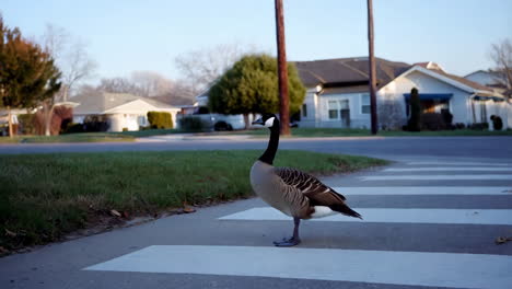 canada goose on crosswalk