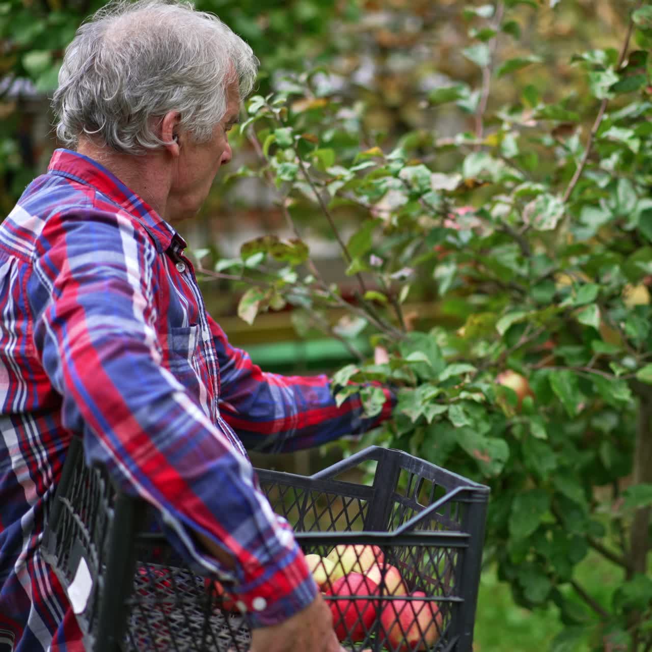 Old man standing his side to the camera collecting apples from a young tree. Farmer holds a box in his arm and puts picked fruit there