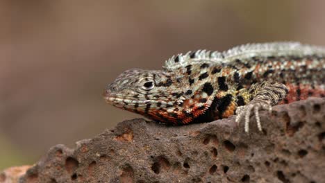 An close up of a Santa Cruz lava lizard on Santa Cruz Island in the Gal&aacute;pagos Islands