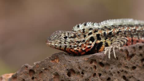 un primer plano de un lagarto de lava de santa cruz en la isla de santa cruz, en las islas galápagos