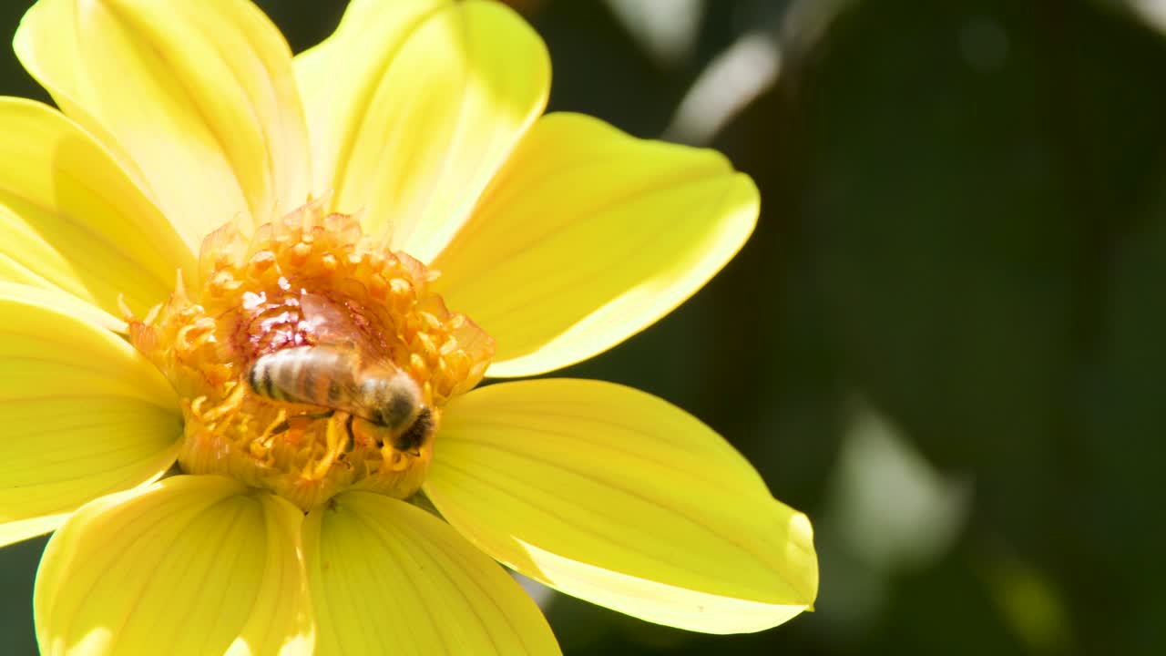 Macro close-up of honey bee collecting pollen on yellow dahlia, natural sunlight, shallow focus