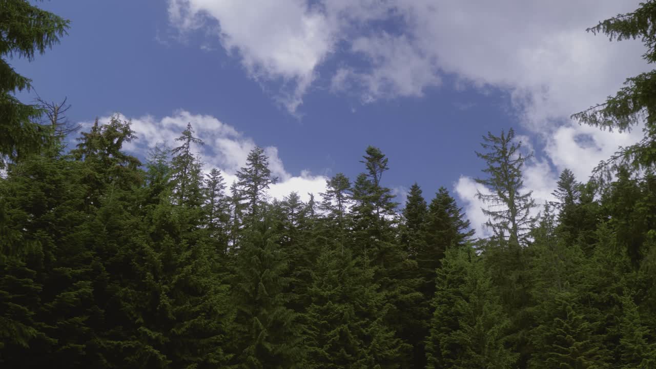 Left-right pan camera movement revealing the pine forest tops with a blue sky with puffy white clouds