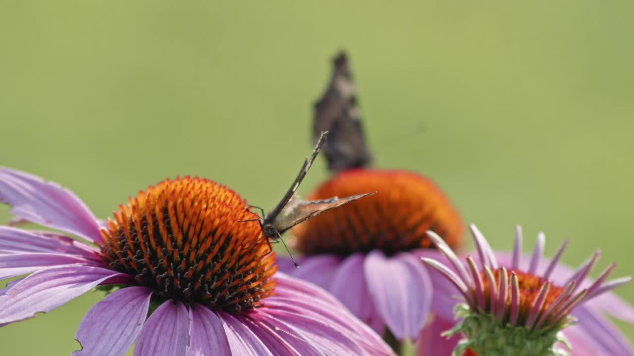 par de mariposas comiendo néctar de coneflower naranja - toma macro estática