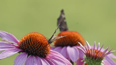 pair of butterflies eating nectar from orange coneflower - macro static shot