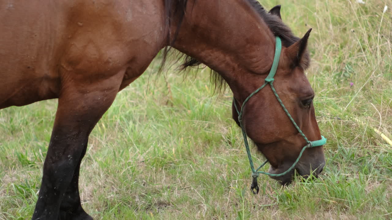 Primer plano de un caballo castaño con cabestro pastando en un campo exuberante