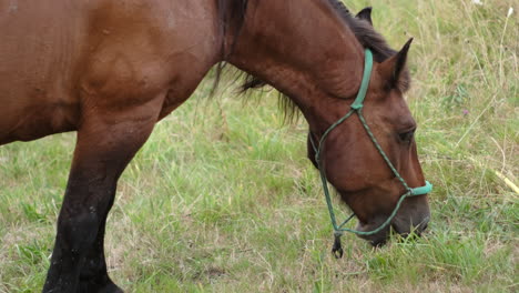 close-up caballo marrón castaño con halter pastoreando en un campo exuberante