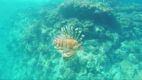 Fischfeuerfische---Gefährliche-Kreaturen-Im-Roten-Meer