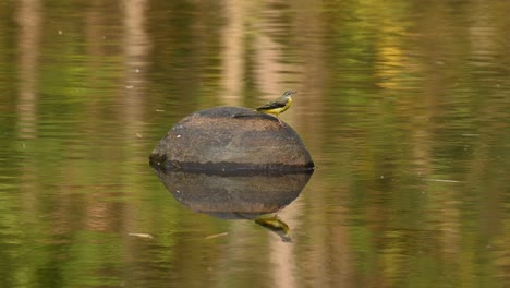 Grey-Wagtail,-Motacilla-cinerea,-4K-Footage,-Huai-Kha-Kaeng-Wildlife-Sanctuary,-Thailand