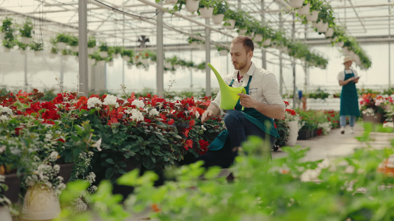 Gardener Watering Flowers in a Commercial Greenhouse