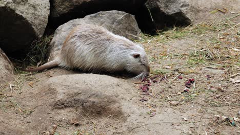 view of an eating nutria - slow motion