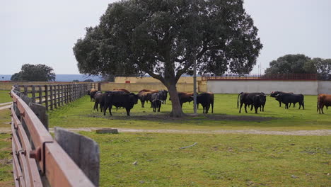 Holm-Oak-and-bulls-on-a-farm