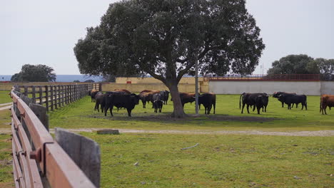 holm oak and bulls on a farm