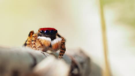 colorful jumping spider moving palps