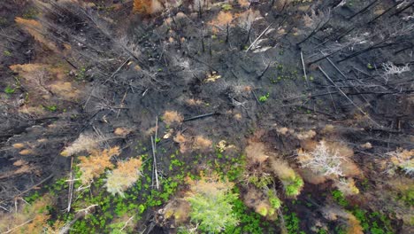 Top-down-zoom-out-from-ash-covered-forest-post-wildfire,-stark-contrast