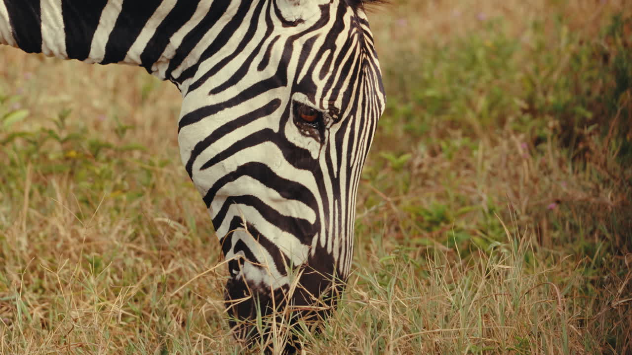 Zebra Grazing in the Savannah