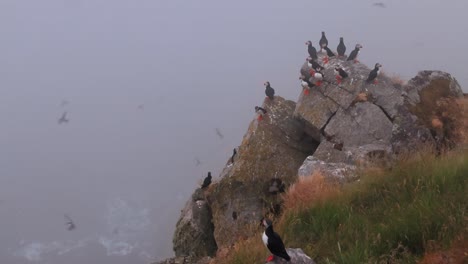 Papageitaucher-(Fratercula-Arctica),-Auf-Dem-Felsen-Auf-Der-Insel-Runde-(Norwegen).