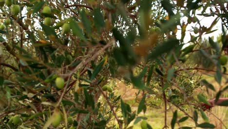 un homme observe une olive sur la plante 4k.