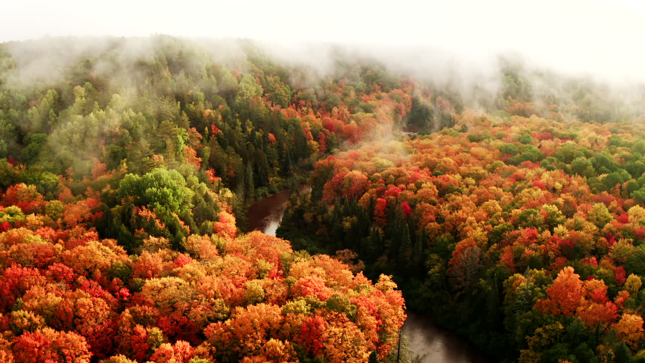 Drone shot looking down on large deciduous forest in full autumn color