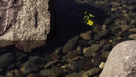 Flor-Amarilla-Flotando-A-Través-Del-Río-Sobre-Guijarros-En-Aguas-Tranquilas-Y-Claras-Cerca-Del-Pueblo-De-Montaña