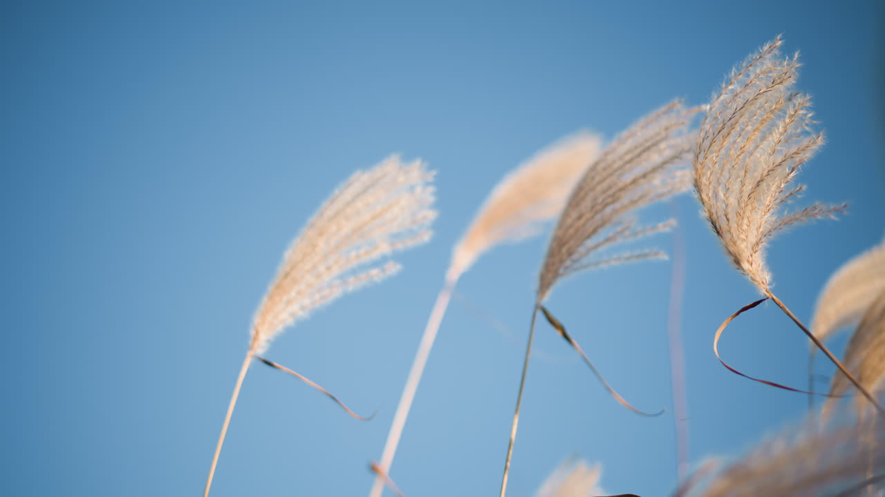 Puntas de caña doradas se mecen contra el cielo azul, primer plano delicado de plumas de semillas suaves capturando la luz de la mañana, fondo con bokeh suave, movimiento de brisa ligera, textura natural mínima y estética tranquila.