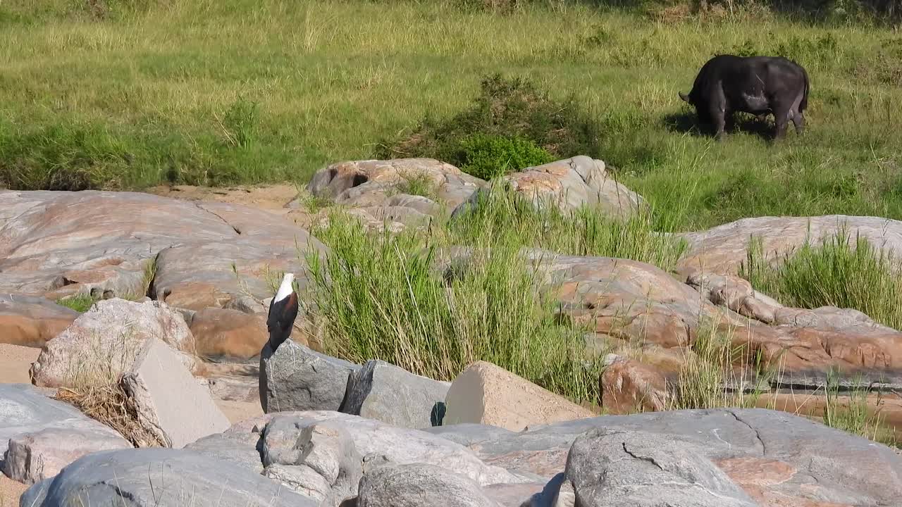 멀리서 버팔로를 지켜보고 있는 바위 위에 서 있는 대머리 독수리