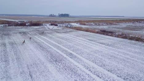 Luftaufnahme-Der-Europäischen-Rehgruppe-Aus-Der-Vogelperspektive,-Die-Auf-Dem-Schneebedeckten-Landwirtschaftlichen-Feld-Läuft,-Bewölkter-Wintertag,-Weitwinkel-Drohnenschuss,-Der-Sich-Schnell-Vorwärts-Bewegt